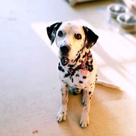 The Earl of Spottington