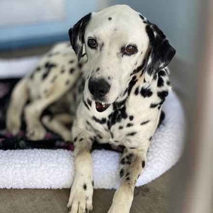 The Earl of Spottington