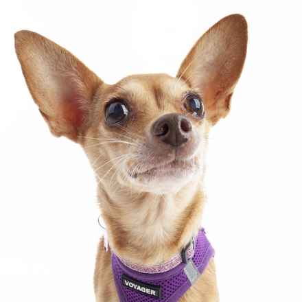 Lovely Rita (Gracie)