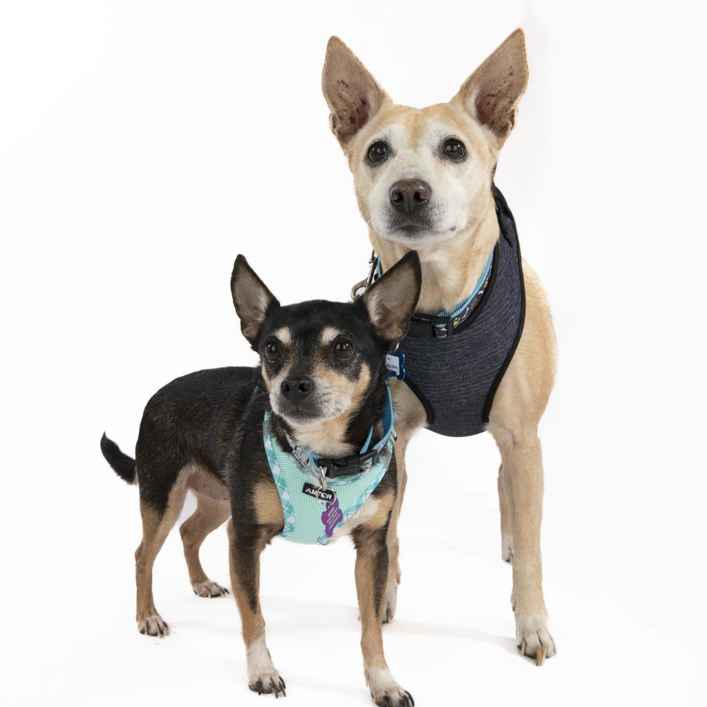 Ziggy Stardust & My Sharona