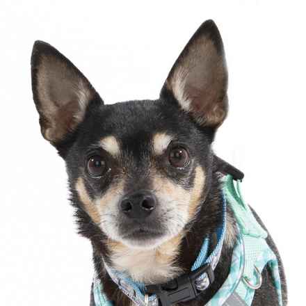 Ziggy Stardust & My Sharona