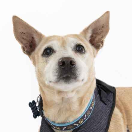 Ziggy Stardust & My Sharona