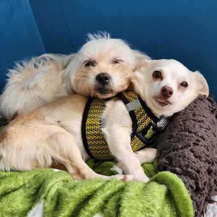 Shiitake & Portobello