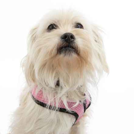 Shiitake & Portobello