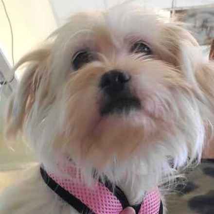 Shiitake & Portobello