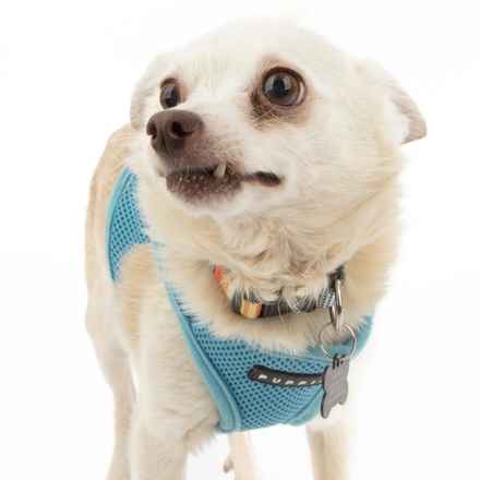 Shiitake & Portobello