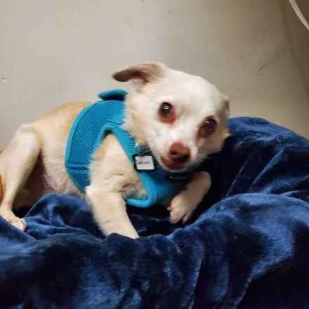 Shiitake & Portobello