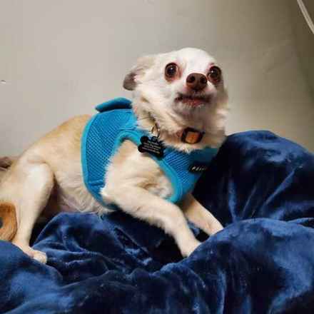 Shiitake & Portobello