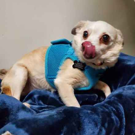 Shiitake & Portobello