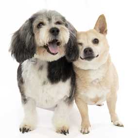 Deep Dish & Jambalaya