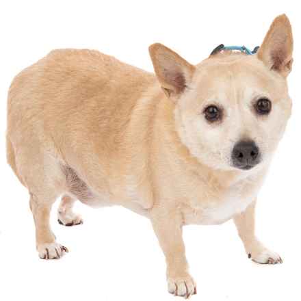 Deep Dish & Jambalaya