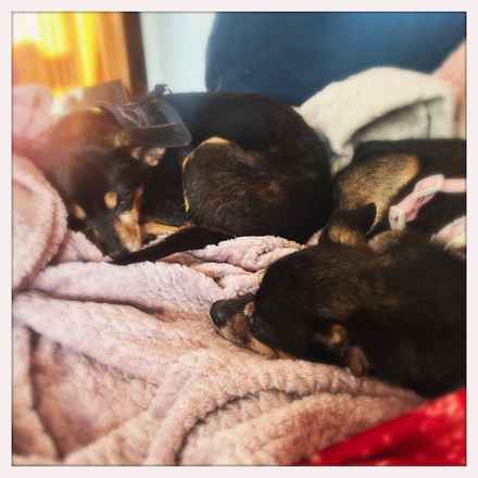 Polly Pocket & Selma Lou