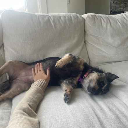 Fruity Pebbles (Tessa)