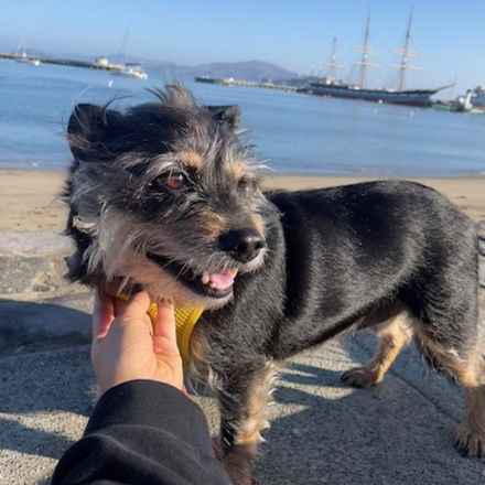 Fruity Pebbles (Tessa)