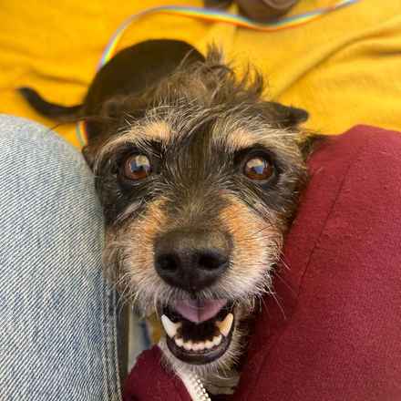 Fruity Pebbles (Tessa)