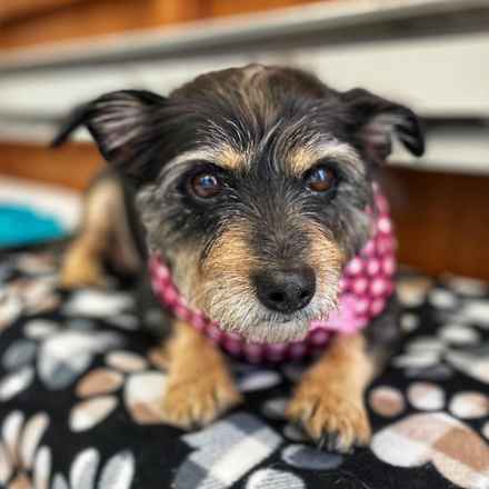 Fruity Pebbles (Tessa)