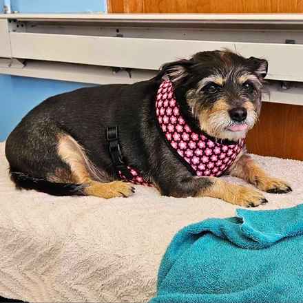 Fruity Pebbles (Tessa)