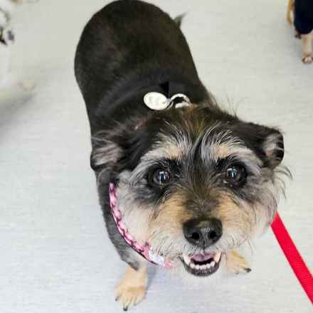 Fruity Pebbles (Tessa)