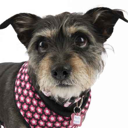 Fruity Pebbles (Tessa)