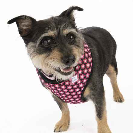 Fruity Pebbles (Tessa)