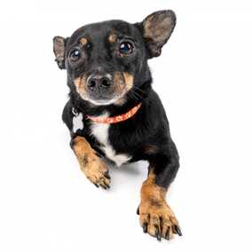 Grilled Cheese (Elvis)