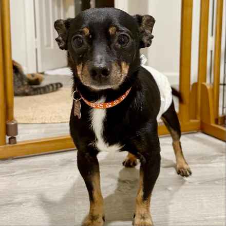 Grilled Cheese (Elvis)