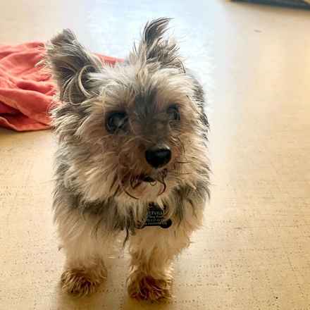 Dave the Magical Cheese Wizard