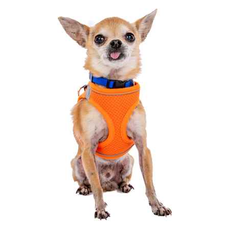 Senior Vice President