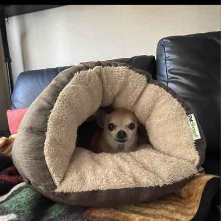 Senior Vice President