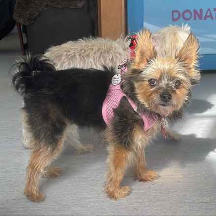 Peanut Butter Pattie