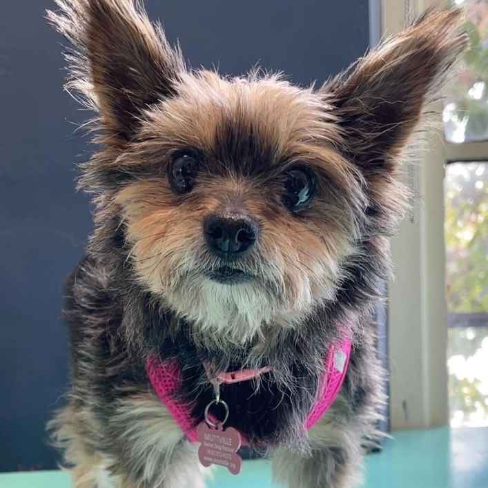 Peanut Butter Pattie