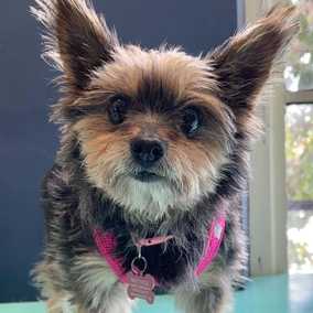 Peanut Butter Pattie