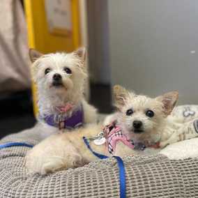 Izzy & Sally O'Malley