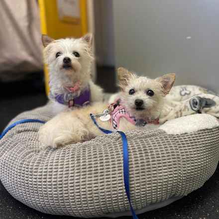 Izzy & Sally O'Malley