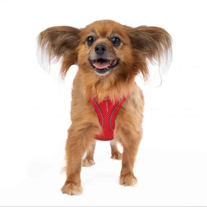 Midge (Miss Vivien Butterfly)