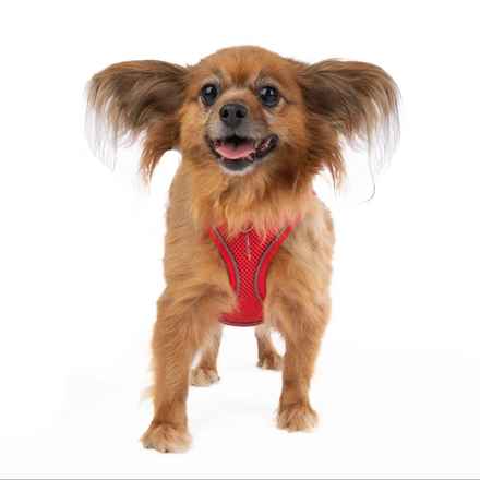 Midge (Miss Vivien Butterfly)