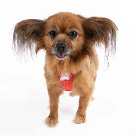 Midge (Miss Vivien Butterfly)