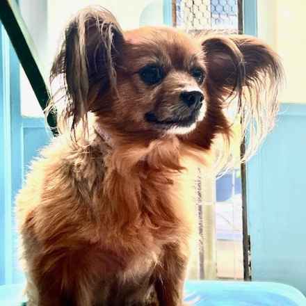 Midge (Miss Vivien Butterfly)