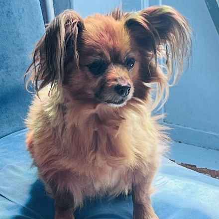 Midge (Miss Vivien Butterfly)