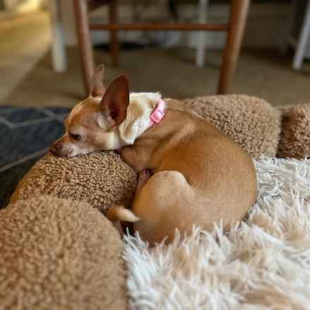 Ginger Rogers & Frederick Jr.