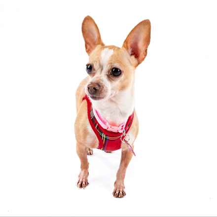 Ginger Rogers & Frederick Jr.