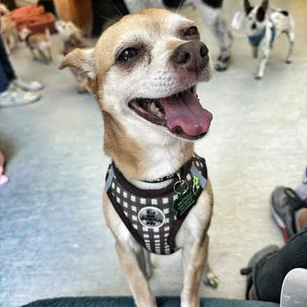 Tugboat Annie (Annie)