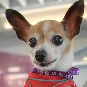 Mini Donut (Mini Pearl)