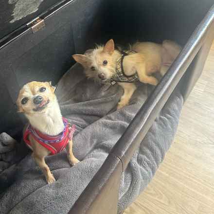 Mini Donut (Mini Pearl)