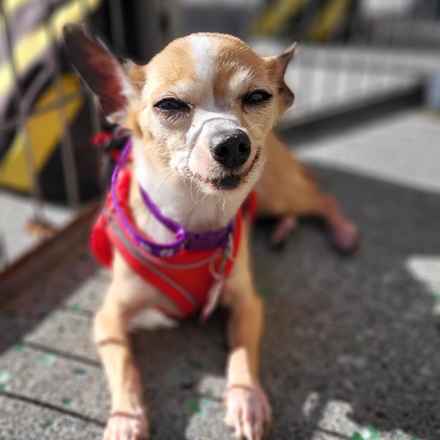 Mini Donut (Mini Pearl)