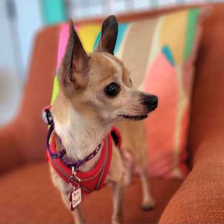 Mini Donut (Mini Pearl)