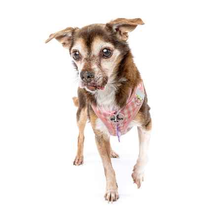 Taylor Frankie Paul (Lola)