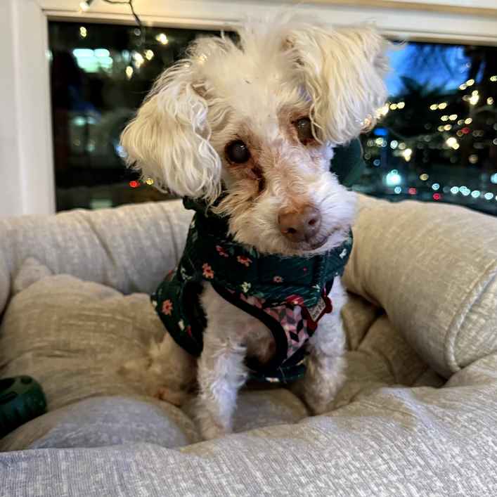 Sweetie Sweetie Honey Pie