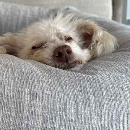 Sweetie Sweetie Honey Pie