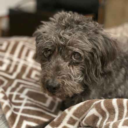 Struffoli (Gila Monster)